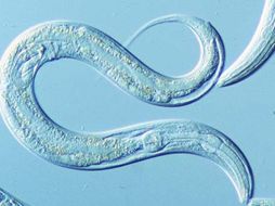 Las nematodiasis son enfermedades que afectan a humanos, animales y plantas. ESPECIAL  /