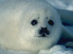 Las autoridades canadienses anunciaron hoy que han llegado a un acuerdo con China. ESPECIAL  /