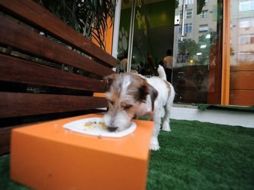 La comida que ahí sirven no contiene conservantes ni colorantes. AFP  /