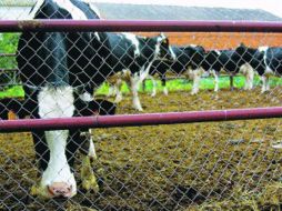 La transmisión del mal a los seres humanos se produce al ingerir productos procedentes de las vacas infectadas. EFE  /