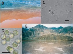 Los científicos aún no determinan cómo las bacterias pudieron mantenerse durante tantos años. ESPECIAL  /