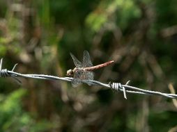La libélulas representa un orden de insectos de alrededor de cinco mil 700 tipos de especies. ARCHIVO  /