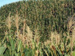En maíz, se estima un aumento de cuatro por ciento con respecto a 2010. ARCHIVO  /