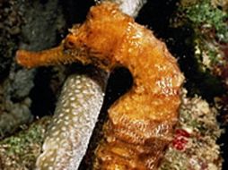 En los países del extremo Oriente consumen cerca de 45 toneladas anuales de caballitos de mar. ESPECIAL  /