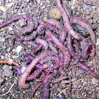 Anuncian curso de lombricultura para mejorar el ambiente en Tepatitlán