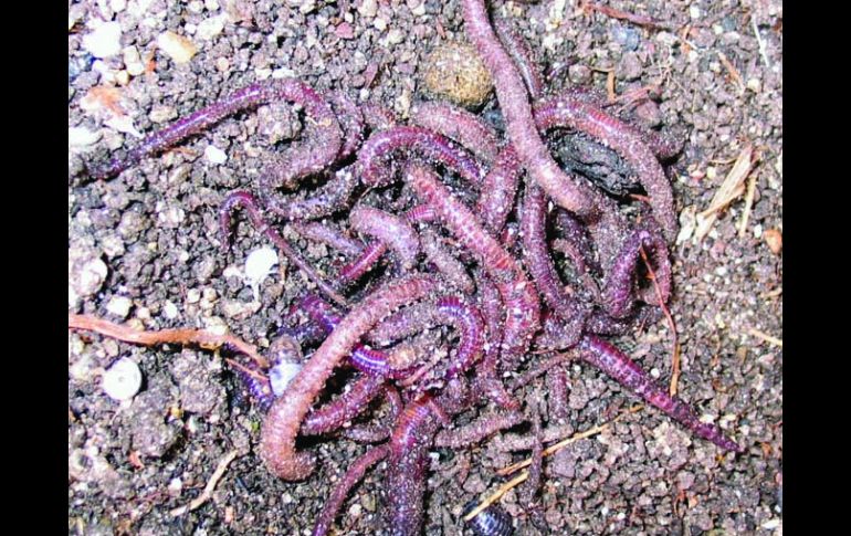 La lombricultura es definida como la crianza y manejo de lombrices de tierra en condiciones de cautividad. ESPECIAL  /