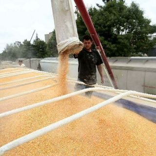 El precio del maíz calienta el mercado alimentario