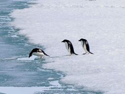 El estudio destacó además que los pingüinos que portan éstas bandas tienen menos descendencia. AP  /