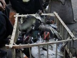 La gripe ocasionalmente infecta a las personas que tienen contacto cercano con aves de corral.NTX  /