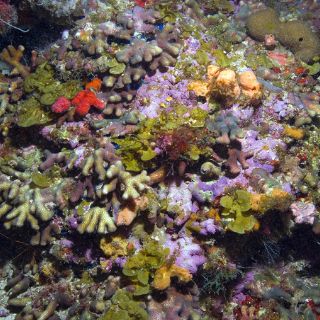 Tailandia quiere salvar el coral del Mar de Andamán