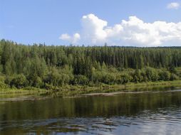 Taiga se les llama a los bosques boreales rusos. ESPECIAL  /