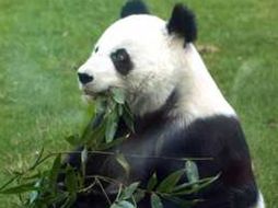 El panda gigante es uno de los mamíferos más raros del mundo. ARCHIVO  /
