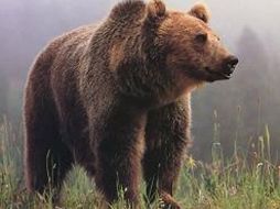 Existen diferentes formas de hibernar. ESPECIAL  /