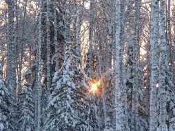 La Taiga es el hábitat que se desarrolla en las regiones frías del hemisferio norte . ESPECIAL  /
