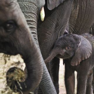El elefante desaparece de los últimos bosques de Camboya