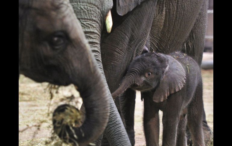 Debido al maltrato del que han sido objeto, apenas quedan 400 elefantes. EFE  /