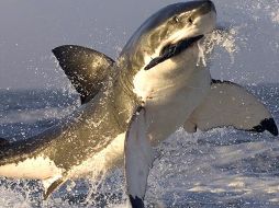 Les atrae el contraste que el color hace con el agua. ESPECIAL  /