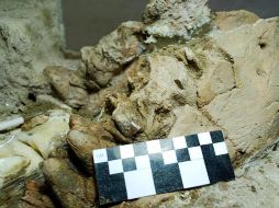 El hallazgo fue registrado el 3 y 8 de enero pasados en el sitio Fin del Mundo, en Sonora. EL UNIVERSAL  /