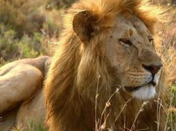 De acuerdo con la Agencia de Alimentos y Fármacos, está permitida la venta de carne de león y otros animales. ESPECIAL  /