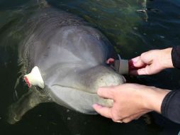 Uno de los delfines imitaba los movimientos de su compañero que no tenía los ojos tapados.  ELUNIVERSAL  /