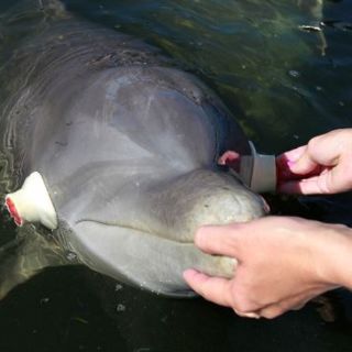 Estudian cómo ven delfines con ojos vendados