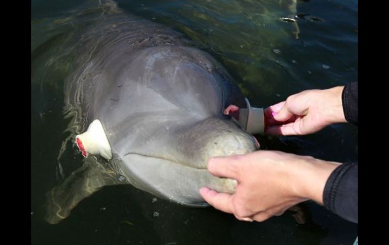 Uno de los delfines imitaba los movimientos de su compañero que no tenía los ojos tapados.  ELUNIVERSAL  /