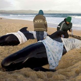 Muere un grupo de ballenas piloto
