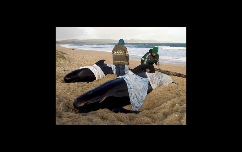 Era imposible devolver las ballenas al agua por el mal tiempo. EFE  /