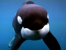 Los investigadores detectaron que las ballenas buceaban a profundidades cada vez mayores. AP  /