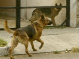 La  Unidad Canina K9 ha sido recientemente estrenada para la Dirección de Seguridad Penitenciaria. ARCHIVO  /