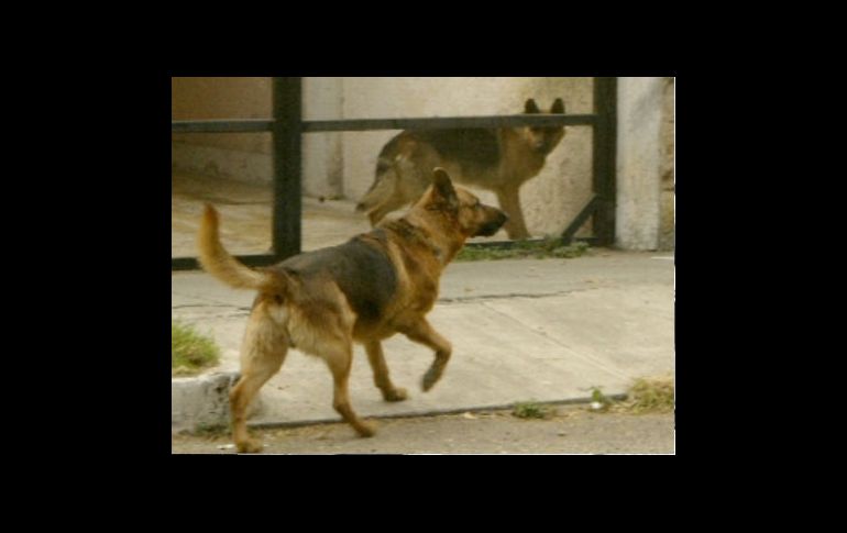 La  Unidad Canina K9 ha sido recientemente estrenada para la Dirección de Seguridad Penitenciaria. ARCHIVO  /