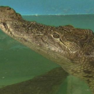 Celular suena en la panza de cocodrilo