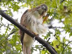 La elegida para 'hacer feliz' al ave se llama Ginger. EFE  /