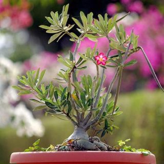 Las plantas escogen la pareja para reproducirse