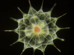 La ameba es un organismo de conocido comportamiento social que se alimenta de bacterias. EFE  /