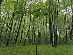 Los estudios que aún no han sido concluidos finalizarán este año. EL UNIVERSAL  /