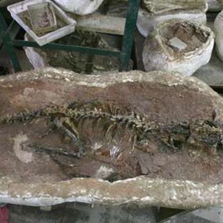 Descubren el primer dinosaurio con un solo dedo en China