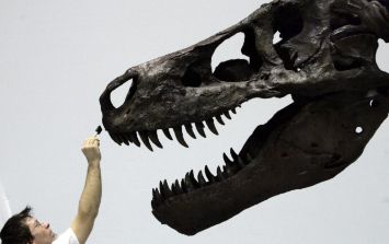 El Tiranosaurio Rex era un formidable depredador | El Informador