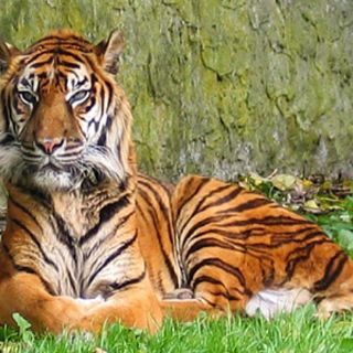 Nacen en zoológico indonés tres cachorros de tigre en peligro de extinción