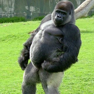 Gorila se vuelve nueva sensación en Youtube