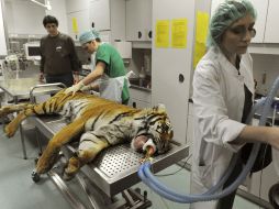 Cinco especialistas trabajaron a lo largo de tres horas para realizar el implante de la prótesis de titanio en la fiera. EFE  /
