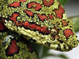 Una serpiente bocaracá (Bothriechis schlegelii). EFE  /