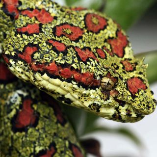 Desentrañan los secretos de las proteínas del veneno de serpiente