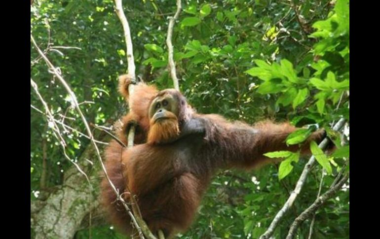 Con la secuenciación del orangután se ha ampliado el conocimiento genómico de los primates vivos. EFE  /