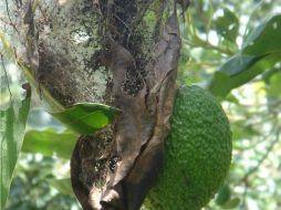 El gusano telarañero afecta la planta del fruto, para controlarlo se podrá utilizar un insecticida biológico. ESPECIAL  /