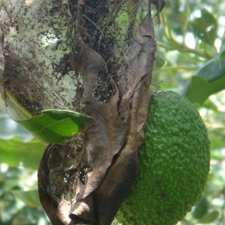 Desarrollan control biológico para plaga de aguacate