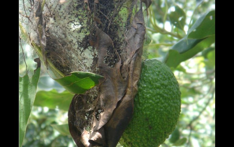 El gusano telarañero afecta la planta del fruto, para controlarlo se podrá utilizar un insecticida biológico. ESPECIAL  /