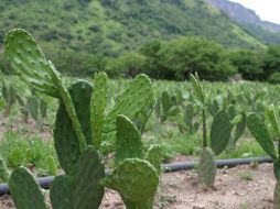 La producción de nopales fue afectada con las heladas de noviembre pasado. ARCHIVO  /
