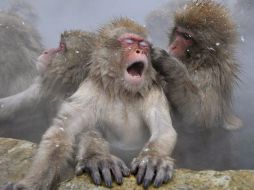 Los administradores se defienden, aseguran que los animales reciben a diario 170 kilos de comida. EFE  /