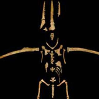 Hallan dos nuevas especies de aves prehistóricas en Alaska